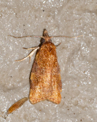 Cenopis diluticostana