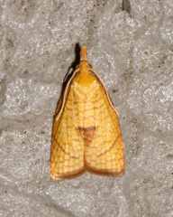 Cenopis mesospila