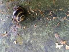 Cepaea