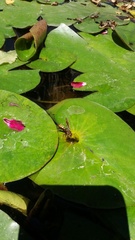 Polistes weyrauchorum