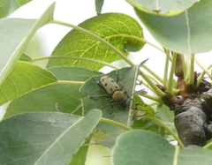 Chlorophorus glabromaculatus