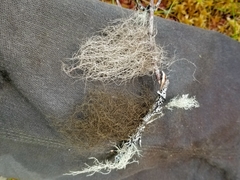 Bryoria trichodes trichodes