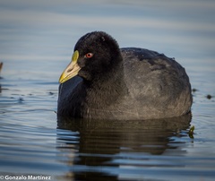 White-Winged Coot photo 3