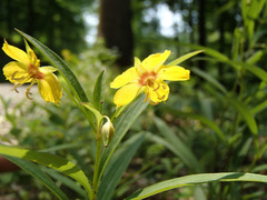 Lysimachia lanceolata
