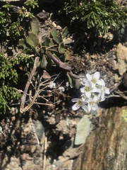Noccaea corymbosa