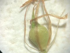 Rhynchospora fusca