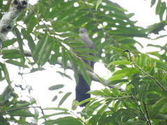 Patagioenas plumbea