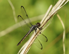 Libellula axilena
