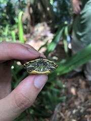 Trachemys venusta