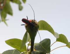 Purpuricenus kaehleri