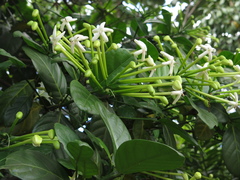Posoqueria