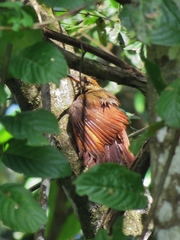 Dendrocolaptes sanctithomae