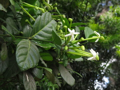 Posoqueria