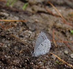 Celastrina serotina
