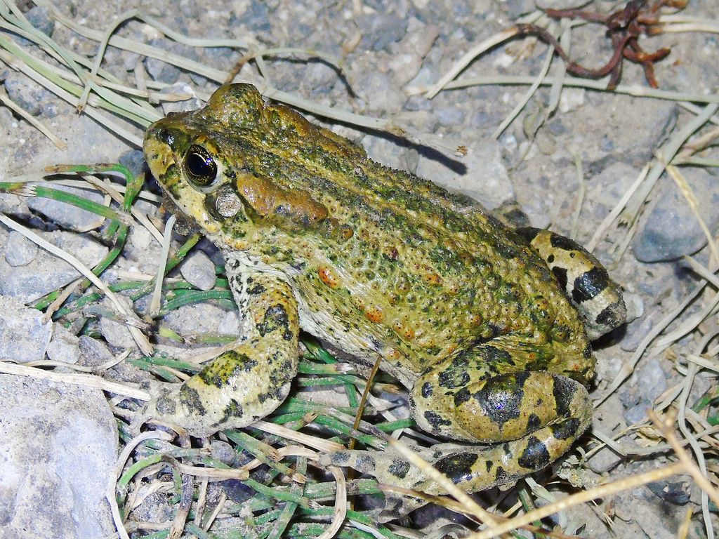 Ladakh Toad (Bufotes latastii)