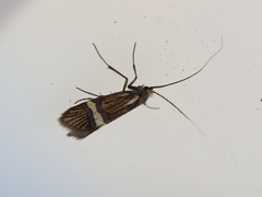 Nemophora bellela