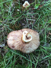 Russula mutabilis