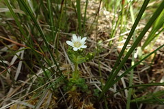 Gentiana douglasiana