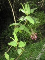 Aristeguietia glutinosa