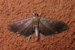 Herpetogramma sphingealis