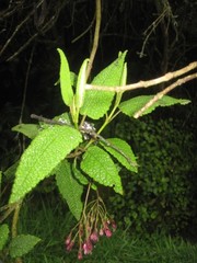 Aristeguietia glutinosa