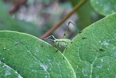 Phaneroptera nana