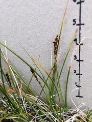 Carex myosuroides