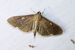 Herpetogramma sphingealis