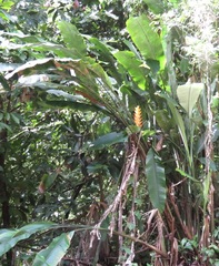 Heliconia caribaea