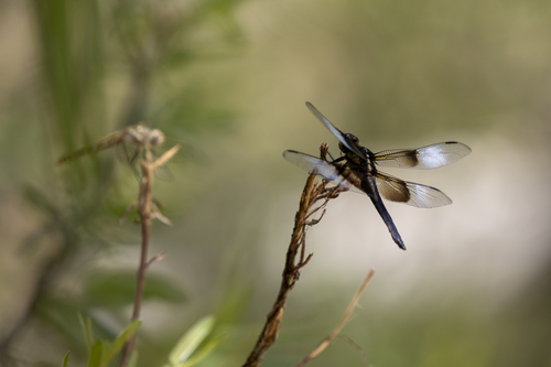 iNaturalist observation photo of Widow Skimmer
