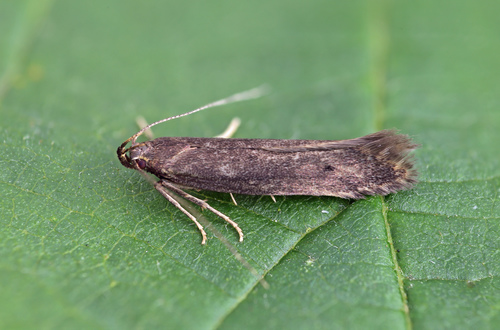 Black Neb