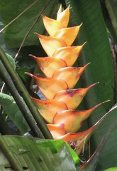 Heliconia caribaea