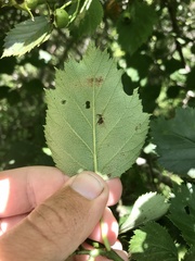 Crataegus × bicknellii