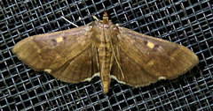 Herpetogramma sphingealis