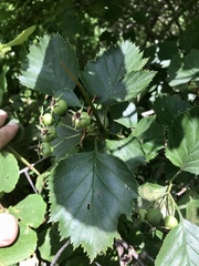 Crataegus × bicknellii
