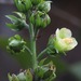 Pavonia troyana - Photo (c) Rich Hoyer,  זכויות יוצרים חלקיות (CC BY-NC-SA), הועלה על ידי Rich Hoyer