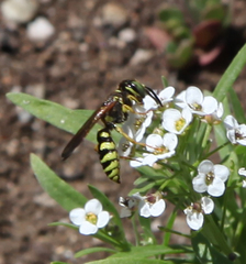 Philanthus crabroniformis