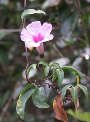 Ipomoea lineolata