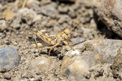 iNaturalist observation photo of Devastating Grasshopper