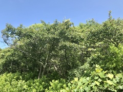 Crataegus × bicknellii