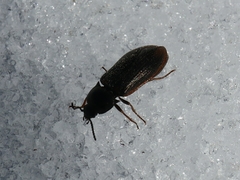 Eanus costalis