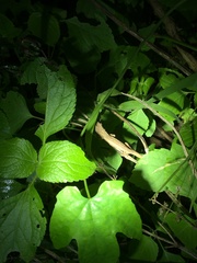 Rieppeleon kerstenii