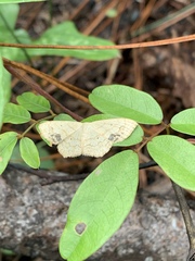 Image of Scopula limboundata