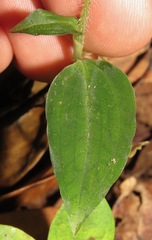 Microchilus hirtellus