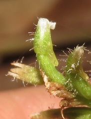 Microchilus hirtellus