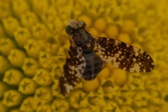 Oxyna nebulosa