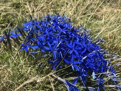 Gentiana brachyphylla brachyphylla