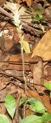 Microchilus hirtellus