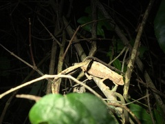 Rieppeleon kerstenii