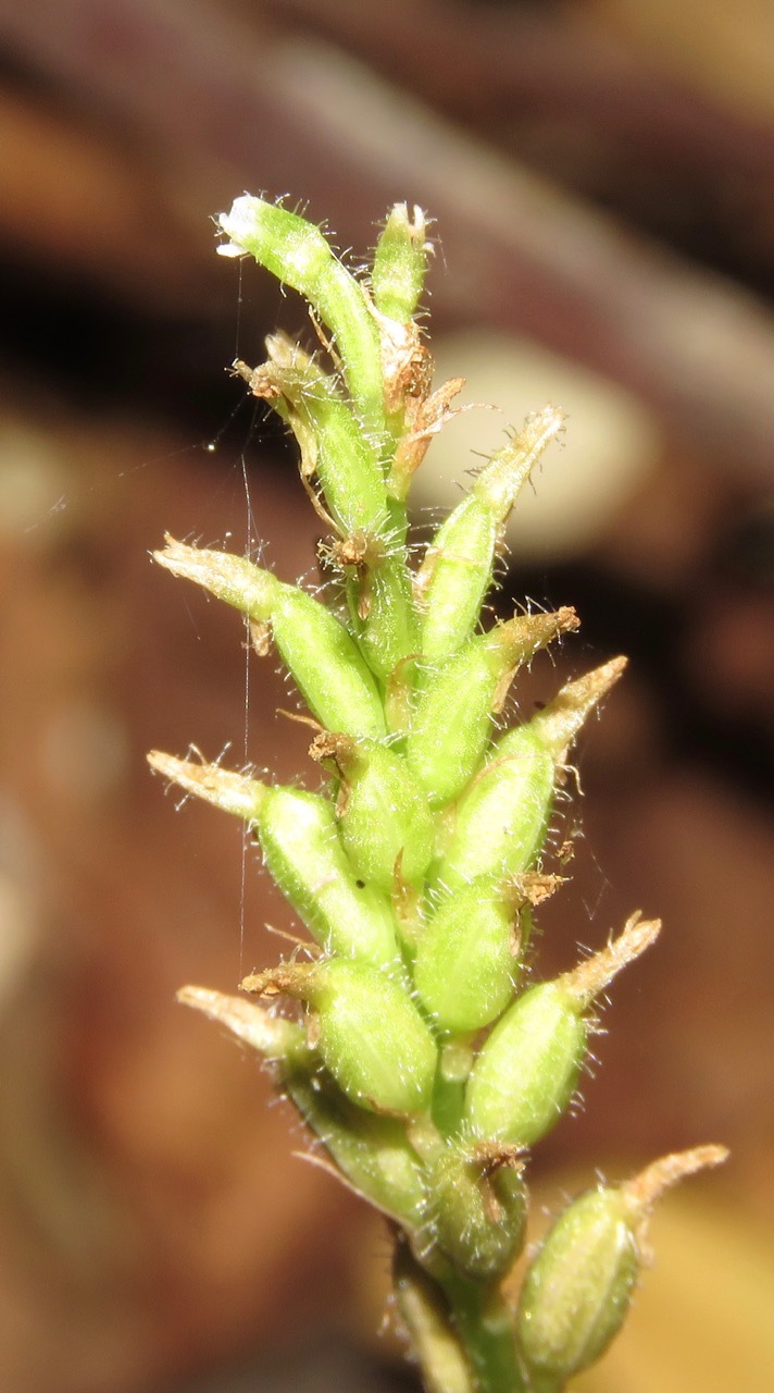 Microchilus hirtellus